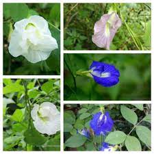 Pin On Butterfly Pea
