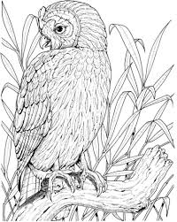 Perched Owl Coloring Page Owl Coloring Pages Bird Coloring Pages Owl Pictures To Color