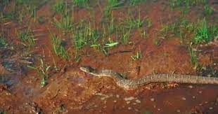 Pin On Guineas Less Snakes Hmm