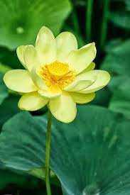 Yellow Lotus Flower Lily Seeds Amazing Flowers Beautiful Flowers