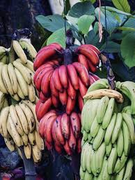 We did not find results for: 12 Jenis Pisang Di Indonesia Dan Cara Mengolahnya Merdeka Com