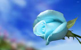 Beauty, natural floral and herbal cosmetics and perfumes. Sky Blue Rose Wallpaper Flower Wallpapers 18800