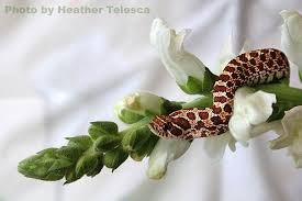 Find & download free graphic resources for snake flower. Snake Flower By Heathertelesca On Deviantart