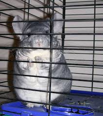 250 Names For Chinchillas Male Female Pairs Exotic Animal Supplies