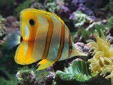 Ca sa atingem aceasta fericire pura, ne bucuram sa avem aici de unde sa ne alegem prietenii dintre cele peste 1000 de specii de pesti de acvariu de apa dulce si sarata, pesti ce pot fi comandati online si livrati acasa in conditii de siguranta si cu garantie. Pesti De Acvariu