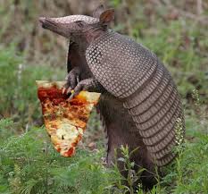 Wealleatpizza Armadillo Animals Animals Wild