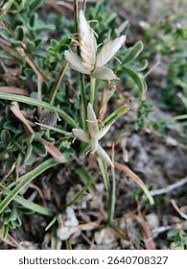Image result for Cyperus niveus