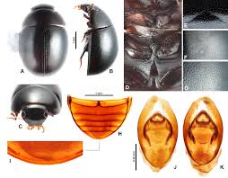 Image result for Platostoma coeruleum