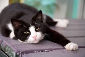 Black And White Names For Cats 25 Names For Southern Cats Cats Cat Purr Black And White Kittens