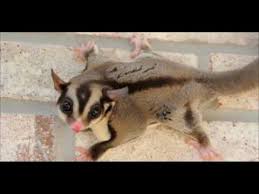 Gaius The Sugar Glider 3 16 2009 Playing Outside During The Day Youtube
