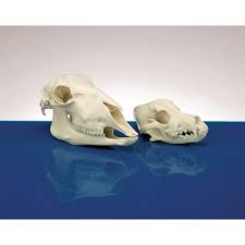 Dog skull skull art skull head animal skeletons animal skulls skeleton bones skull and bones english bulldog pictures english bulldogs. E8a22317 Model Animal Skull Dog Findel International
