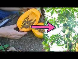 A cherry tree will start to produce fruit in its fourth year. How To Grow 21 Amazing Fruit Trees From Seed The Grow Network