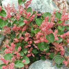 We did not find results for: Japanse Duizendknoop Fallopia Japonica Rosea