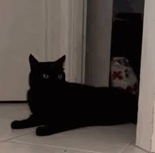Ya Big Palooka Bunjywunjy The Domestication Of Cats 7500 Bce Cats History Memes Animals