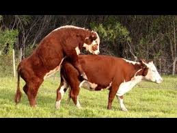 Ciftlestirme Ler Inek Boga Ciftlesme Inek Cektirme Videolu Ruya Tabirleri Cow Animals