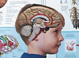 Your Brain is for Thinking. Shared by Kim Hope