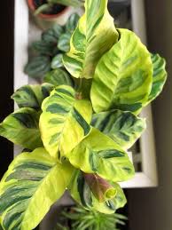 Louisae Thai Beauty Plants Variegated Plants Pretty Plants