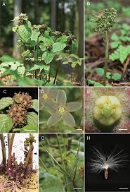 Image result for Vincetoxicum heterophyllum