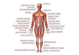 Human Being Anatomy Muscles Anterior View Image Visual Dictionary Online