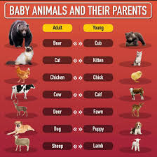 Animals And Their Young | Live Worksheets