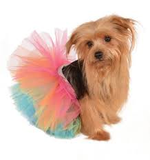 Rubies Costume Halloween Classics Collection Pet Costume Small To Medium Rainbow Tutu Rubie S Costume Co Http Smile Amazo Rainbow Dog Dog Tutu Pet Costumes