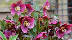 And they kept blooming all the way until early summer. How To Grow Hellebores Gardeningetc