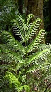 Image result for Ptisana