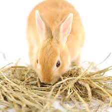 Pourquoi Mon Lapin Mord Et Grogne Wanimoveto