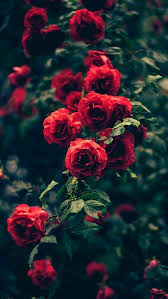 Beautiful Garden Red Roses Flowers Iphone 5s Wallpaper Flower Wallpaper Rose Wallpaper Iphone 6 Wallpaper