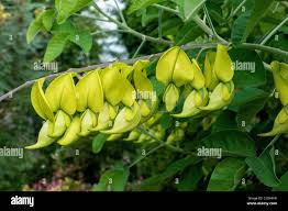 Image result for Crotalaria agatiflora