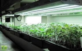 Why T5 Lights Are The Best Grow Lights For Seedlings T5 Grow Light Fixtures