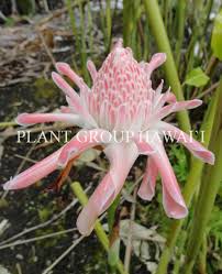 Image result for Etlingera