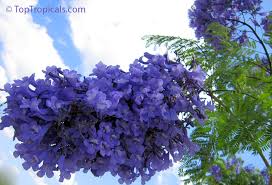 Image result for Jacaranda