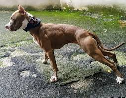 Pin On Original Apbt