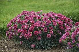 Pin On Garden