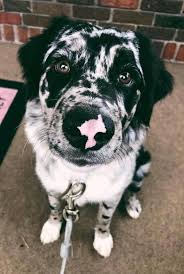 Dogs And Pets Pictures Pehts Instagram Posts Videos Stories On Picoji Com Animales Adorables Perros Animales Bonitos