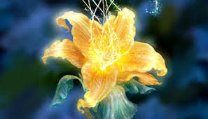 Check spelling or type a new query. Golden Flower Rise Of The Brave Tangled Dragons Wiki Fandom