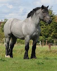 See more ideas about draft horses, horses, belgian draft horse. Brabant Or Belgian Trekpaard Stallion Branco Roans Are Quite Common As Are Solid Colors The Belgian Draft Horse Of Horse Breeds Draft Horse Breeds Horses