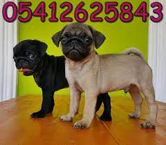 pug yavru ilanlari 05412625853 panosundaki pin