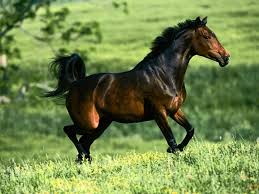 Buckskin quarter horse by londondesgins on deviantart desktop. Quarter Horse 1024x768 Wallpaper Teahub Io