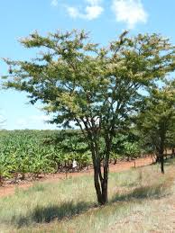 Image result for Acacia gerrardii