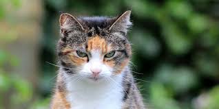 L'important, c'est d'oublier les mots vieillards, vieux et ceux qui les portent, avec plus ou moins de force. Comment Savoir Si Mon Chat Est Malade 10 Symptomes A Surveiller