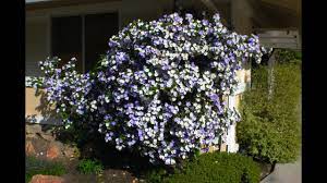 Just like the summer these items are hot & they won't last forever. Brunfelsia Pauciflora Floribunda Yesterday Today Tomorrow Youtube