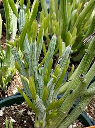 Image result for Kleinia