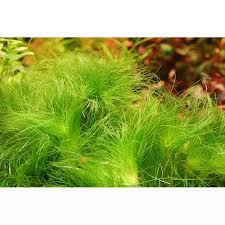 Image result for Eriocaulon setaceum