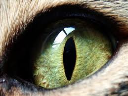 How to treat worms in cats. 10 Parasites That Do Horrifying Things To People And Animals Business Insider