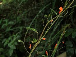 Image result for Hylodesmum repandum