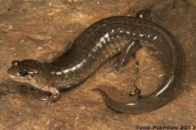 Image result for Macrotyloma rupestre × densiflo