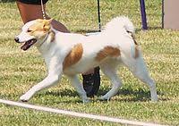 Each norrbotten receives a raw chicken drumstick at around 4:45 every evening. Norrbottenspets Wikipedia