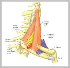 Check spelling or type a new query. Muscle Diagram Anatomy System Human Body Anatomy Diagram And Chart Images